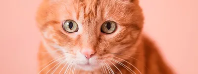 30 позитивных фото с рыжими котами, которые поднимут настрой (31 фото) »  Невседома