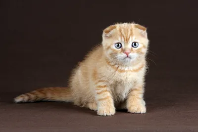 Фотографии котенка кошка Рыжий смотрят Животные