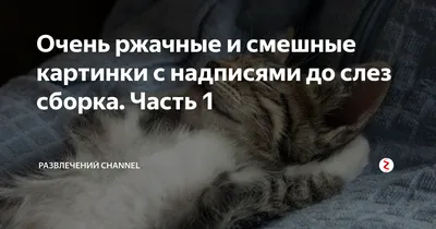 Юлия Гридина Набор Шариковых ручек с прикольными надписями