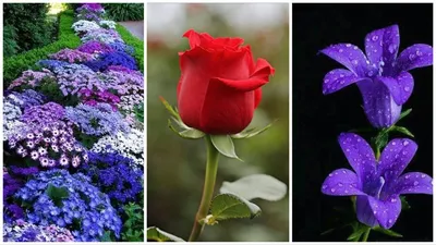 Какие самые красивые цветы? - Выбор Флориста | Блог DonPion