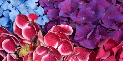 10 самых популярных видов цветов