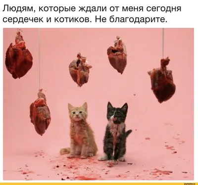 Людям, которые ждали от меня сегодня сердечек и котиков. Не благодарите. /  14 февраля (приколы про день святого валентина) :: сердечки :: котики /  смешные картинки и другие приколы: комиксы, гиф анимация, видео, лучший  интеллектуальный юмор.