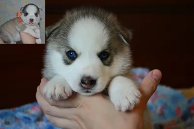 Шикарного качества щенок хаски с голубыми глазами: 6 000 грн. - Собаки Киев  на Olx