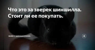 Что это за зверек шиншилла. Стоит ли ее покупать. | Живу с шиншиллами. |  Дзен