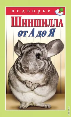 Шиншилла / Chinchilla - «Загадочно-милое животное из Южной Америки!Пушистые  няшки атакуют!:)» | отзывы