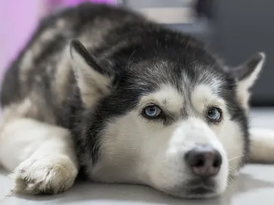 Очаровательная хаски собака лежит на мягком диване у себя дома :: Стоковая  фотография :: Pixel-Shot Studio