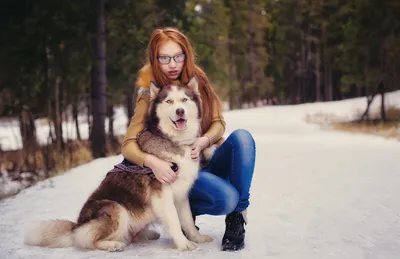 Фотосессии с собаками хаски | Пикабу