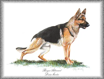 Нарисованные собаки (76 работ) » Картины, художники, фотографы на Nevsepic
