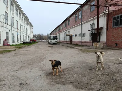 Картинки с собаками приколы (50 лучших фото)