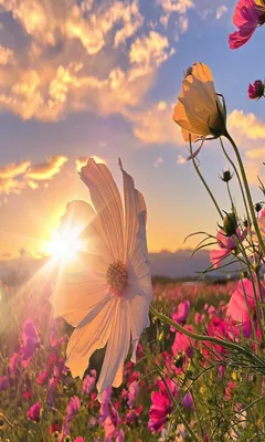 солнце за цветами Фон Обои Изображение для бесплатной загрузки - Pngtree