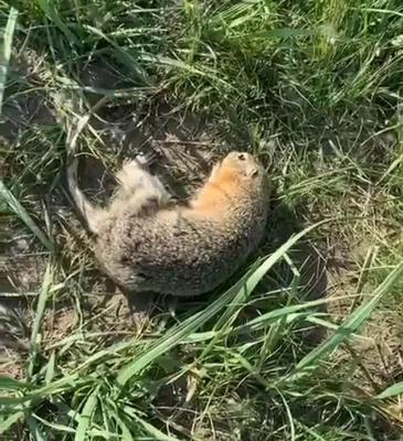 Маковое поле с сусликами» — создано в Шедевруме