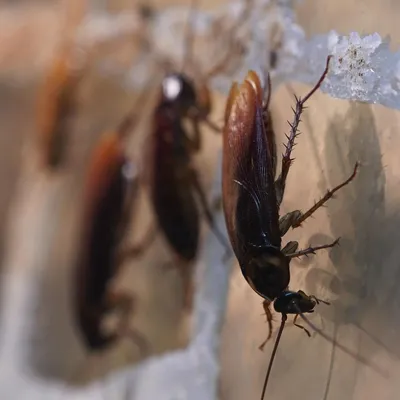 9 фактов о тараканах, от которых становится не по себе - Лайфхакер