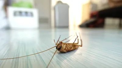 Вред от тараканов. Как уничтожить тараканов? - PROPECS | ПРОПЕКС