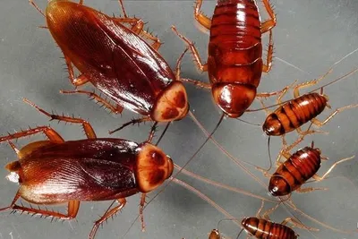 Разбор самых действенных химических способов борьбы с тараканами от  компании 