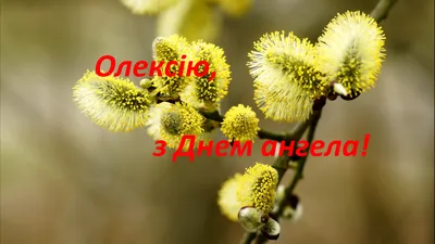 Теплый Алексей: смс, открытки и лучшие поздравления с Днем ангела Алексея -  Завтра.UA