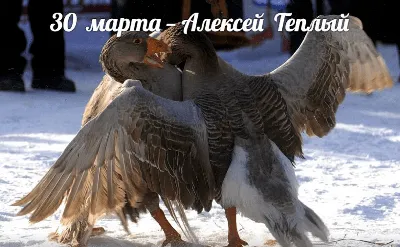 С Днём Святого Алексея! Красивое поздравление с тёплым Алексеем! - YouTube