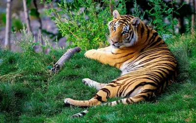 Тигры и львы в природе - 71 фото