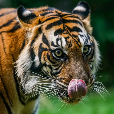 Ружье не поможет» Как пираты и браконьеры воюют с тиграми-людоедами в самых  опасных джунглях планеты: Звери: Из жизни: 
