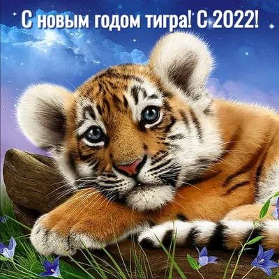Прогулка с тигром в Москве и области