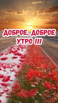 Тюльпаны цветут! Доброе утро. Фрагмент выпуска от 