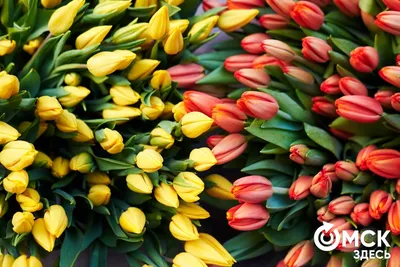 Традиции дарить тюльпаны на 8 марта исполнилось 50 лет | Новости –  