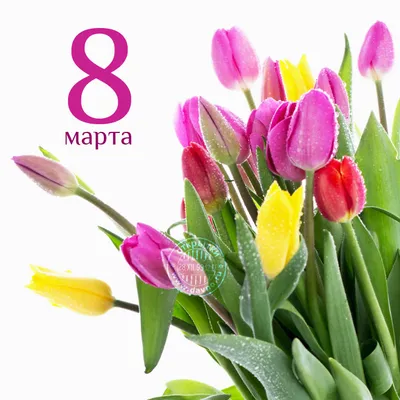 Продажа тюльпанов на 8-е марта. Мой первый опыт | Пикабу