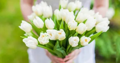 Нежные тюльпаны на День Рождение открытки, поздравления на 