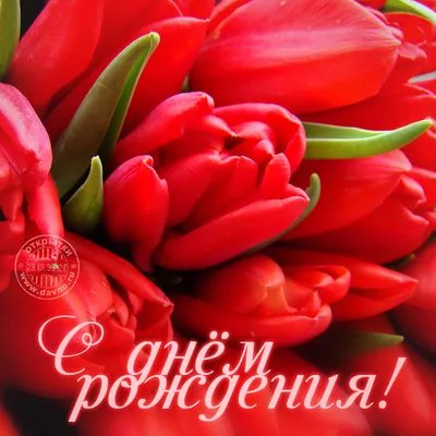 тюльпаны и пожелание на день рождения | День рождения, С днем рождения,  Открытки