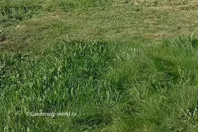 Витаминизированное лакомство с травой для кошек Gimcat GrasBits |  Интернет-магазин зоотоваров