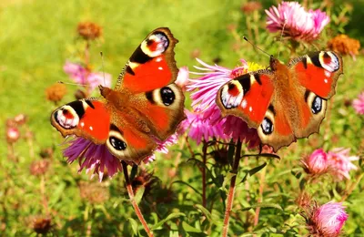 Butterflies and flowers. Бабочки и цветы. PNG. в 2023 г | Бабочки, Цветы,  Рисование