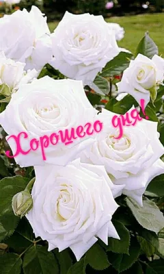Хорошего дня! | Красивые розы, Белые розы, Розовый декор