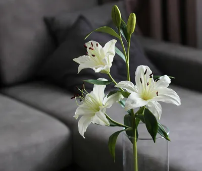 Цветы Лилии Белые Садовые - Бесплатное фото на Pixabay - Pixabay