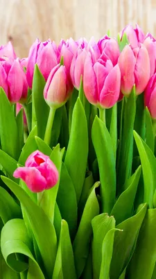 Обои цветы, тюльпаны, flowers, tulips, 4k, Природа #17610