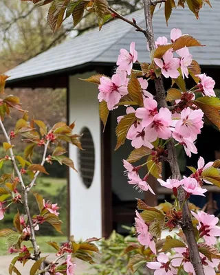 Ханами или Вслед за цветущей сакурой | Япония - интересно знать |  Hellotraveler