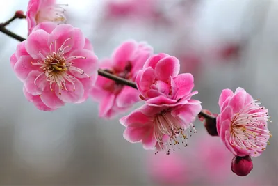 Блог фотографа Ольги Грабовской: Красивая фотосессия в цветущей сакуре