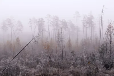 Пейзаж с туманом. Фотограф Макс Шамота