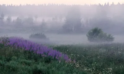 Лес в тумане" Фотообои на стену. Фотообои для спальни, комнаты отдыха.  Мягкие и пышные туманные облака.