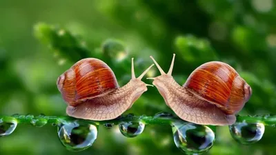 Натуральные и экологически чистые улитки от Snails House » новости  Первоуральска. Самые быстрые новости