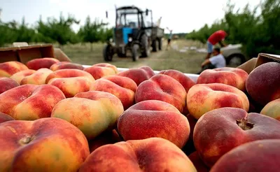 На Ставрополье аграрии продолжают пополнять корзину урожаем • 