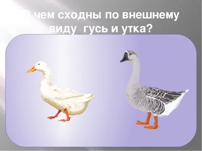 Купить Cesar для взрослых собак, жаркое с уткой в желе 28шт x 85г (67024) с  доставкой в Екатеринбурге | «Любимчик»