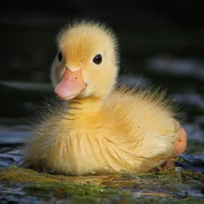 Девушка в ванне с уточками рисунок | Cool artwork, Duck illustration, Bath  art