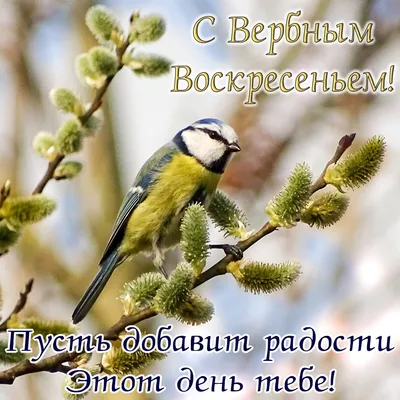 Николай Антоненко: Сердечно поздравляю всех православных верующих с Вербным  воскресеньем! - Лента новостей Крыма