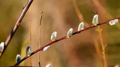 Лазарева Суббота и Вербное Воскресение-2022: что Можно и Нельзя