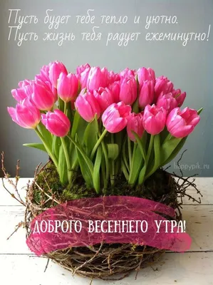 🌸✨☕ Красивые картинки "С добрым весенним утром!" (170 шт.) | Счастливые  картинки, Картинки, Винтажные рождественские открытки