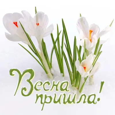 С Весной Вас Поздравляю! Весеннего настроения Вам желаю !* ~ Открытка  (плейкаст)