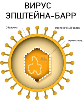 Что делать при подозрении на заражение вирусом гепатита С или выявлении  антител к вирусу?