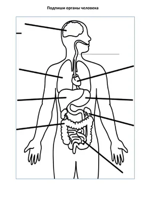 Раскраска внутренние органы человека - 49 фото