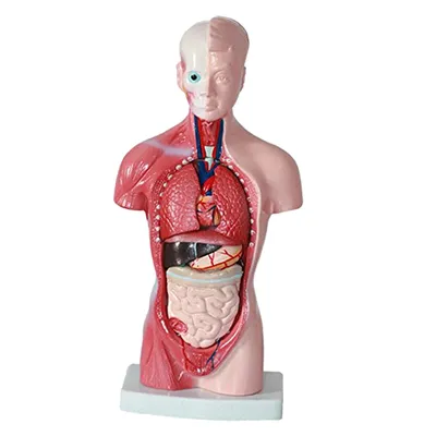 Карточки – «Внутренние и наружные органы» | mamadelkimamadelki | Поделки,  Детские поделки, Дыхательная система