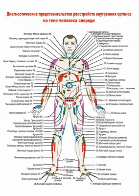 Диагностические представительства расстройств внутренних органов на теле  человека спереди - плакат (ID#1598255679), цена: 31 ₴, купить на 