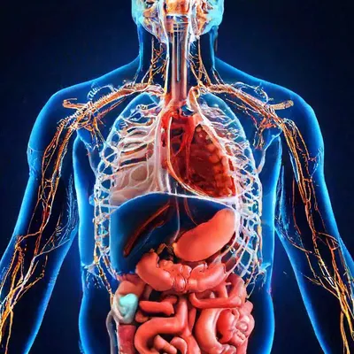 Тела туловища человека модель анатомия, анатомический медицинский класс  инструменты со съемным внутренние органы | AliExpress